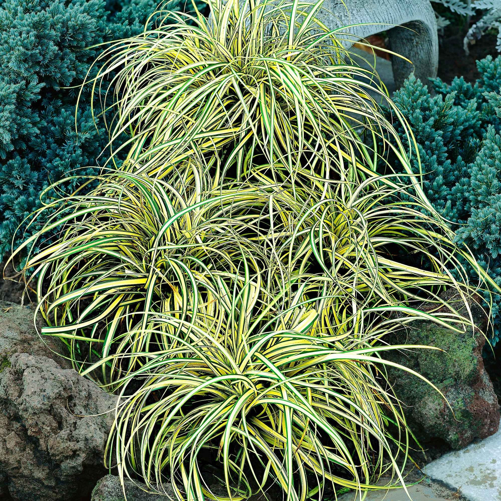 Zegge 'Evergold' - Carex oshimensis evergold - Tuinplanten