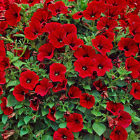 Hangpetunia rood (x3) - Petunia - Terras- en balkonplanten
