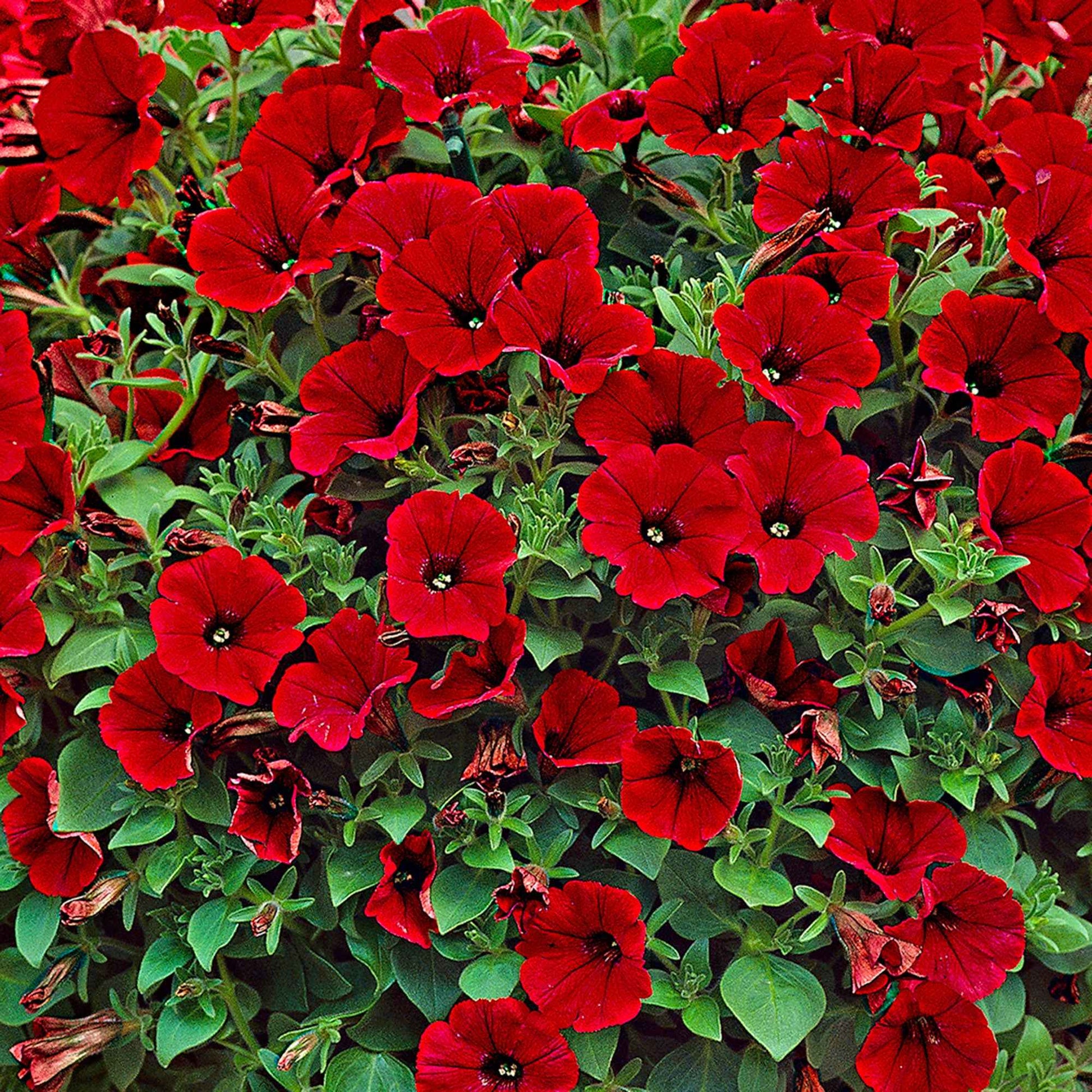 Hangpetunia rood (x3) - Petunia - Terras- en balkonplanten