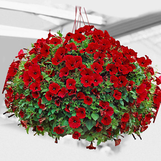 Hangpetunia rood (x3) - Bakker