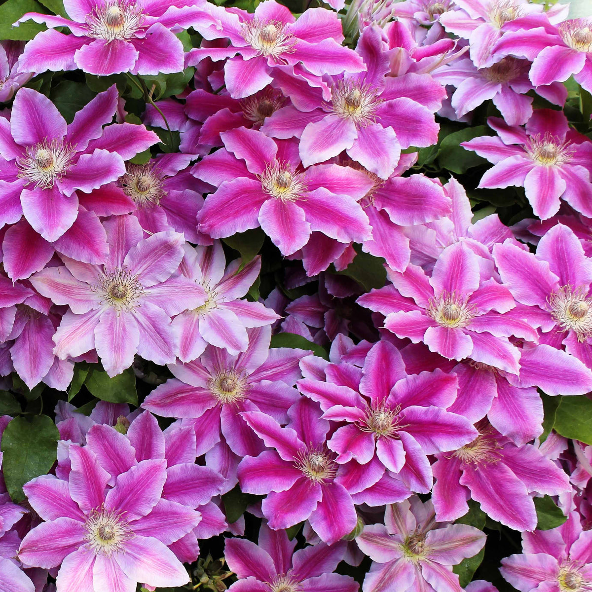 Bosrank 'Piilu' - Clematis - Bakker