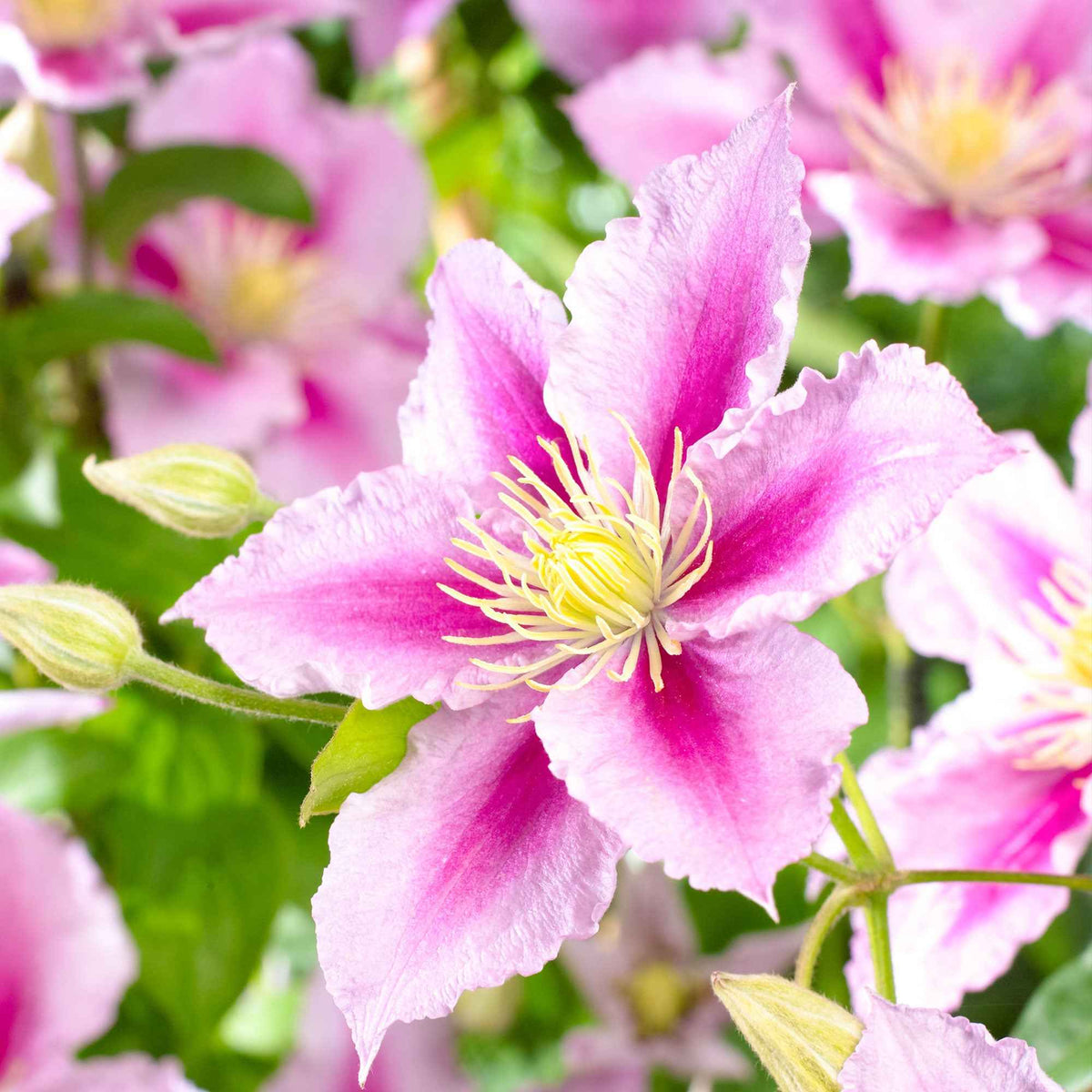 Bosrank 'Piilu' - Clematis patens Piilu - Bakker