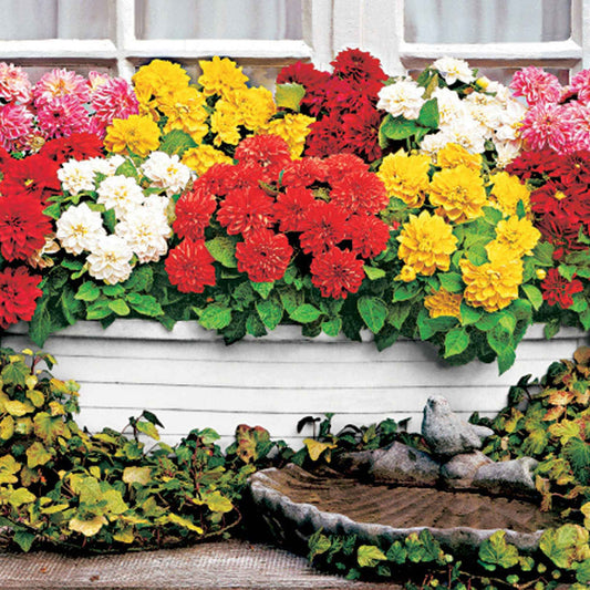 Dahlia Mix 'Dahlinova' (x5) - Bakker