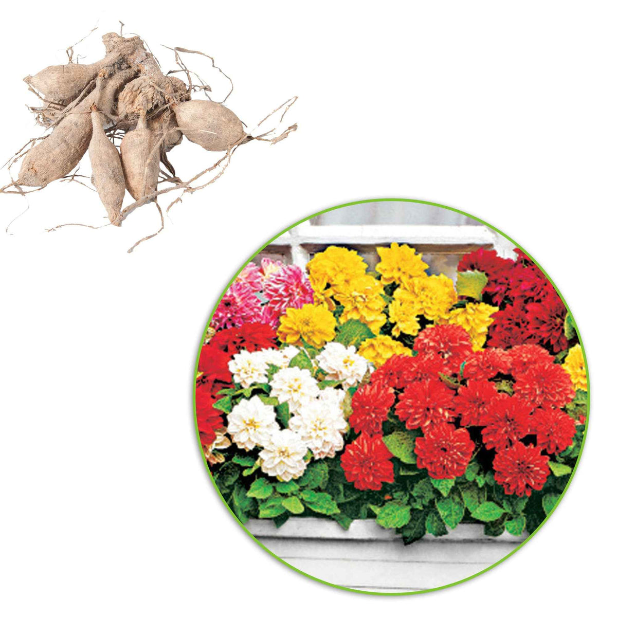 Dahlia  - Dahlia Mix 'Dahlinova' (x5) - Dahlia GO GO