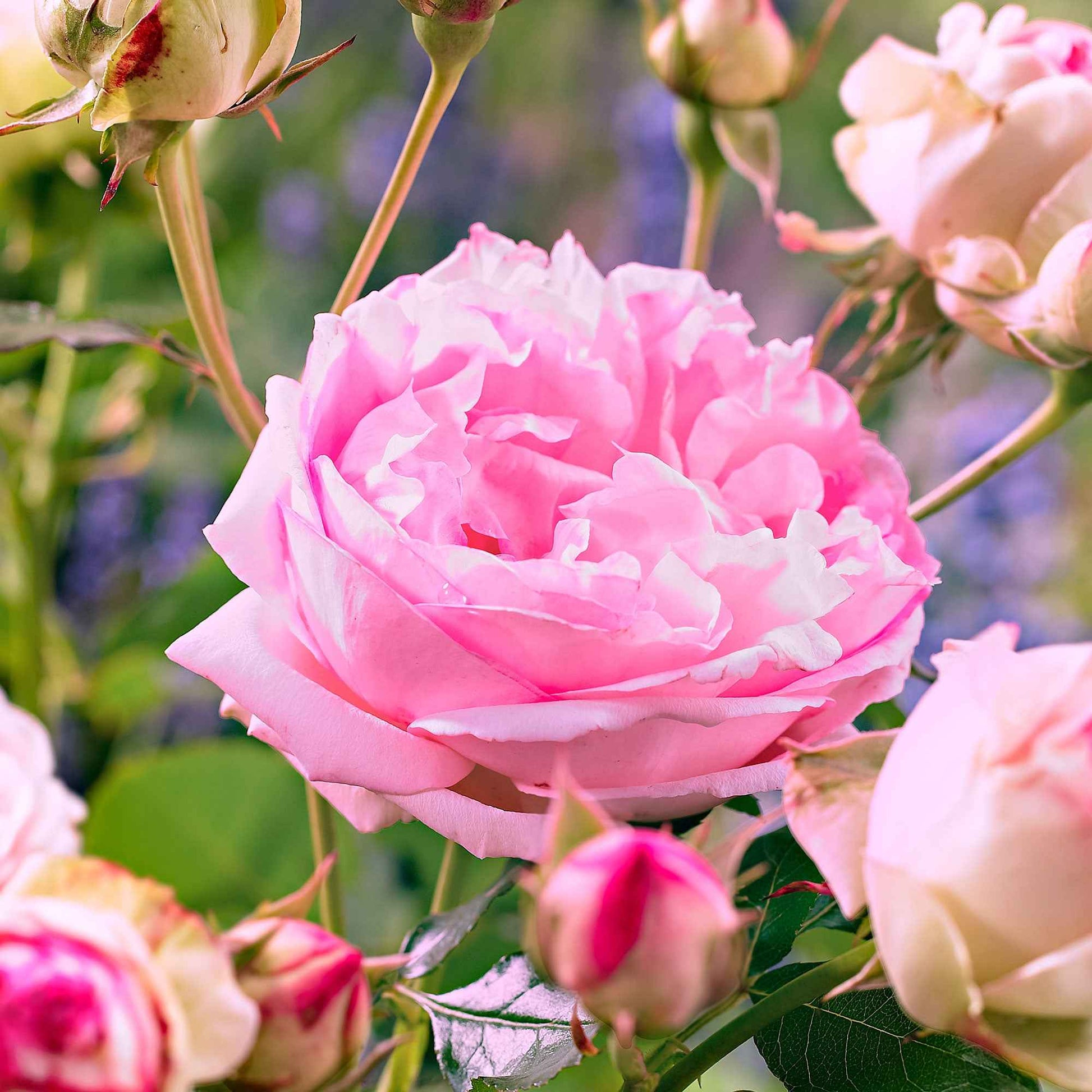 Collectie floribunda rozen ( Red Leonardo Da Vinci +  Leonardo Da Vinci) (x2) - Rosa floribunda red leonardo da vinci, leonardo da - Tuinplanten