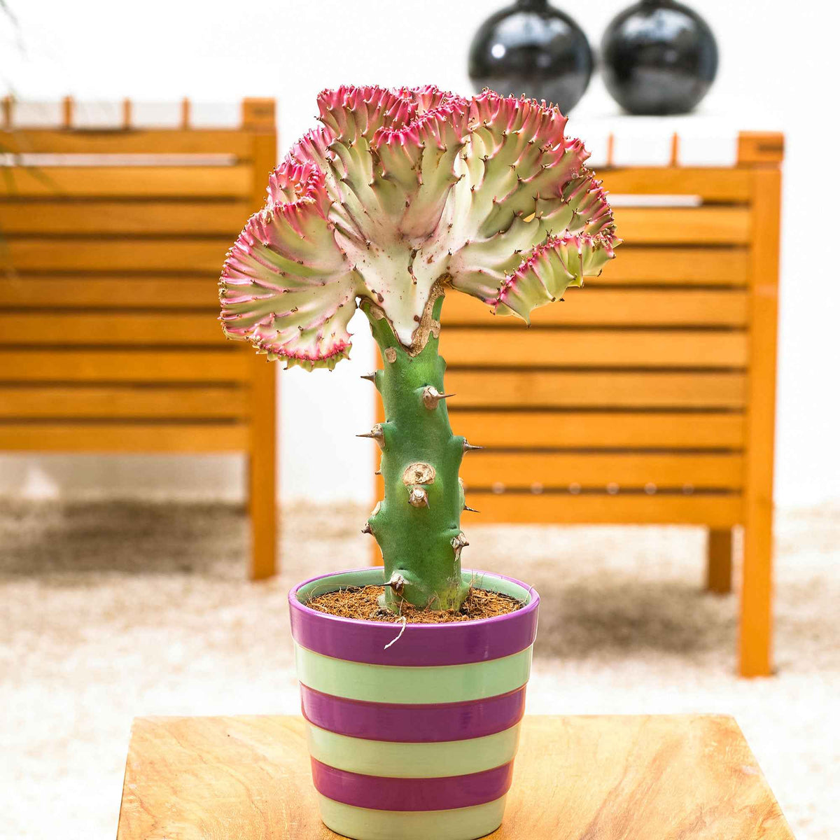 Cactussen en vetplanten - Kandelaarsplant 'Cristata' - Euphorbia lactea Cristata