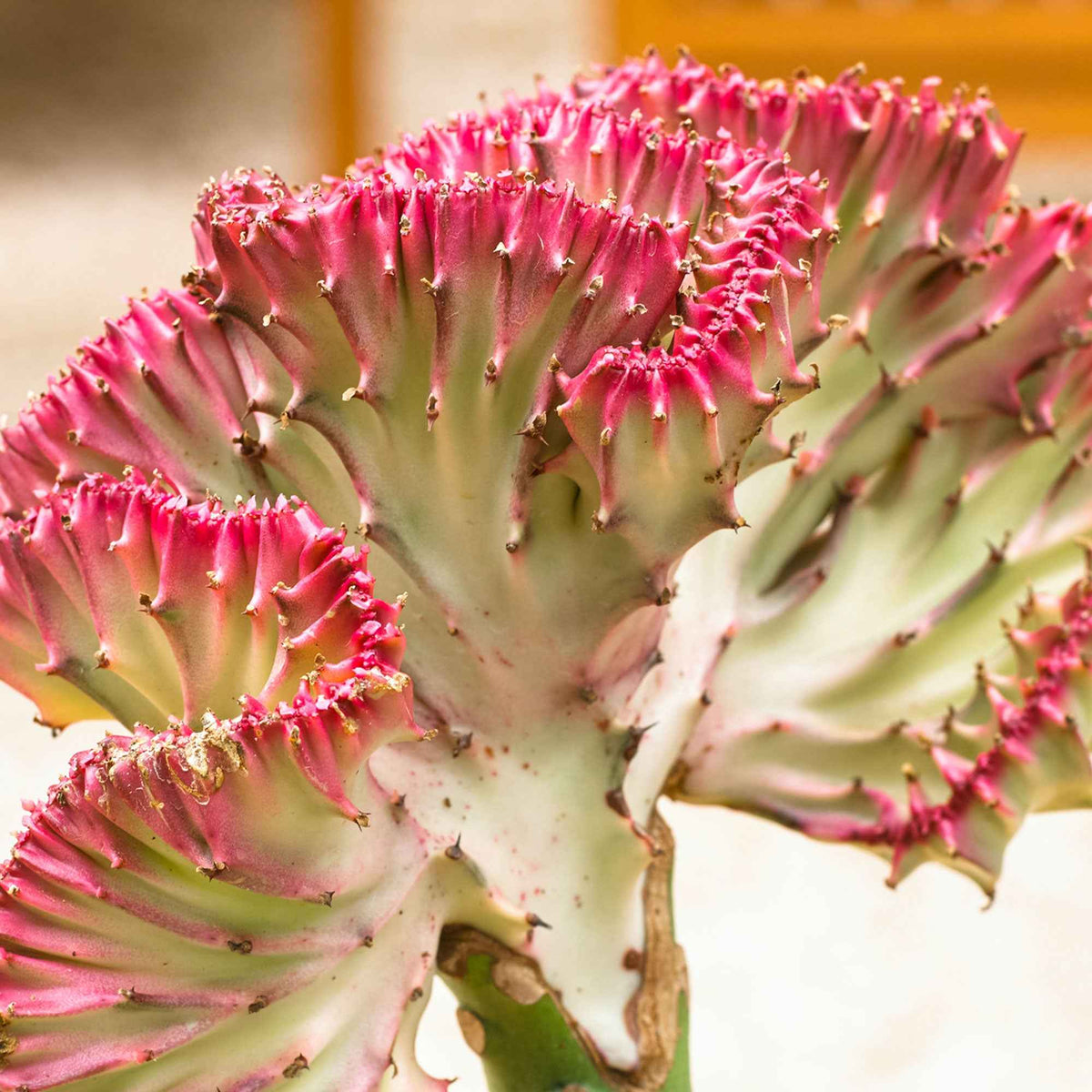 Verkoop Kandelaarsplant 'Cristata' - Euphorbia lactea Cristata