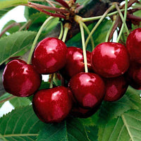 Kersenboom 'Kordia' - Prunus avium kordia - Fruit