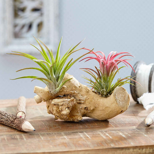 2 Tillandsia's op houtblok - Tillandsia - Kamerplanten