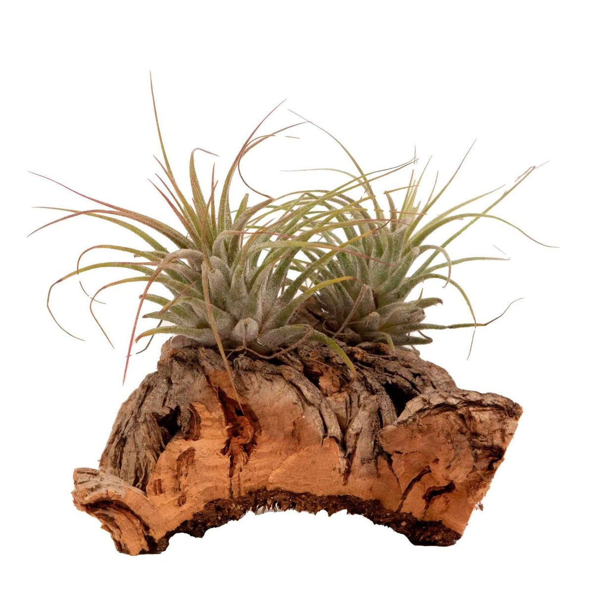 Luchtplanten - Tillandsia - 2 Tillandsia's op houtblok - Tillandsia