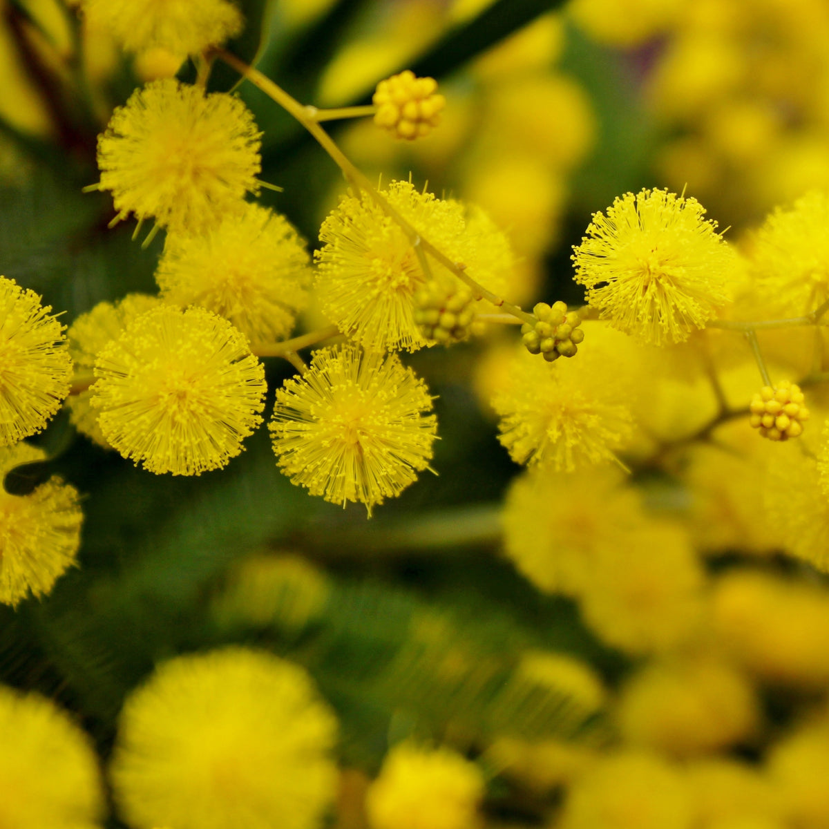 Balkon- en terrasplanten voor pot en bak - Mimosa - Acacia dealbata