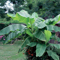 Musa basjoo - Bananenplant Musa basjoo - Balkon- en terrasplanten