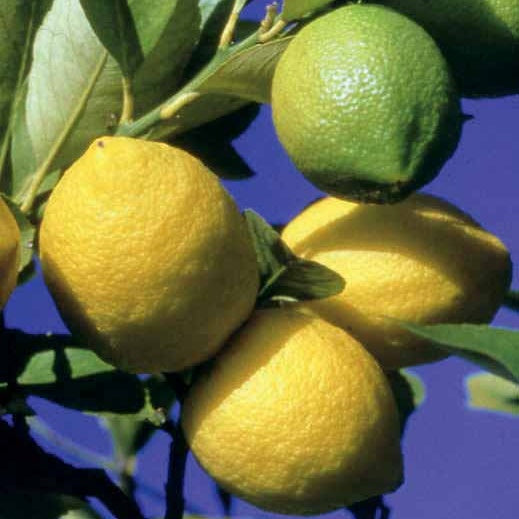 Citrus limon vulcan - Citroenboom 'Vulcan' - Citroenbomen