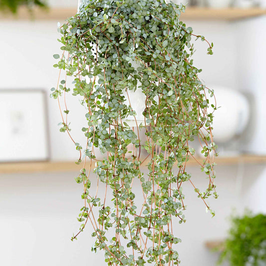 Kanonplantje - Bakker