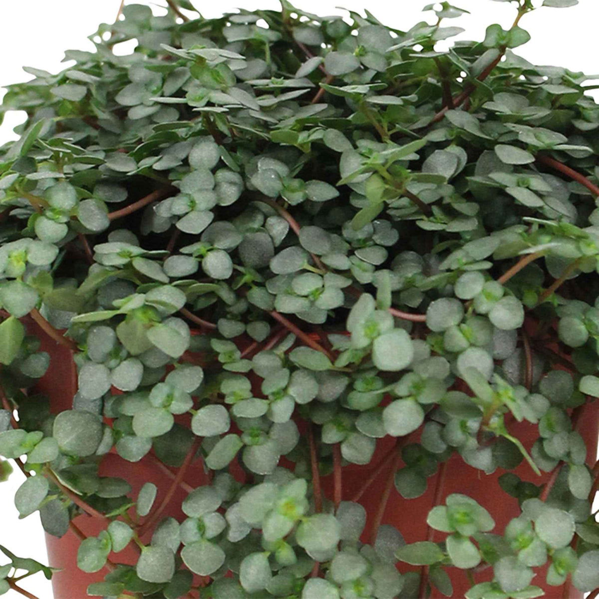Kanonplantje - Pilea glaucophylla - Bakker