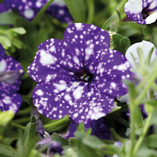 Petunia 'Night Sky'® (x3) - Petunia nightsky - Terras- en balkonplanten