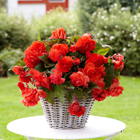 Begonia 'Red Glory' (x5) - Bakker