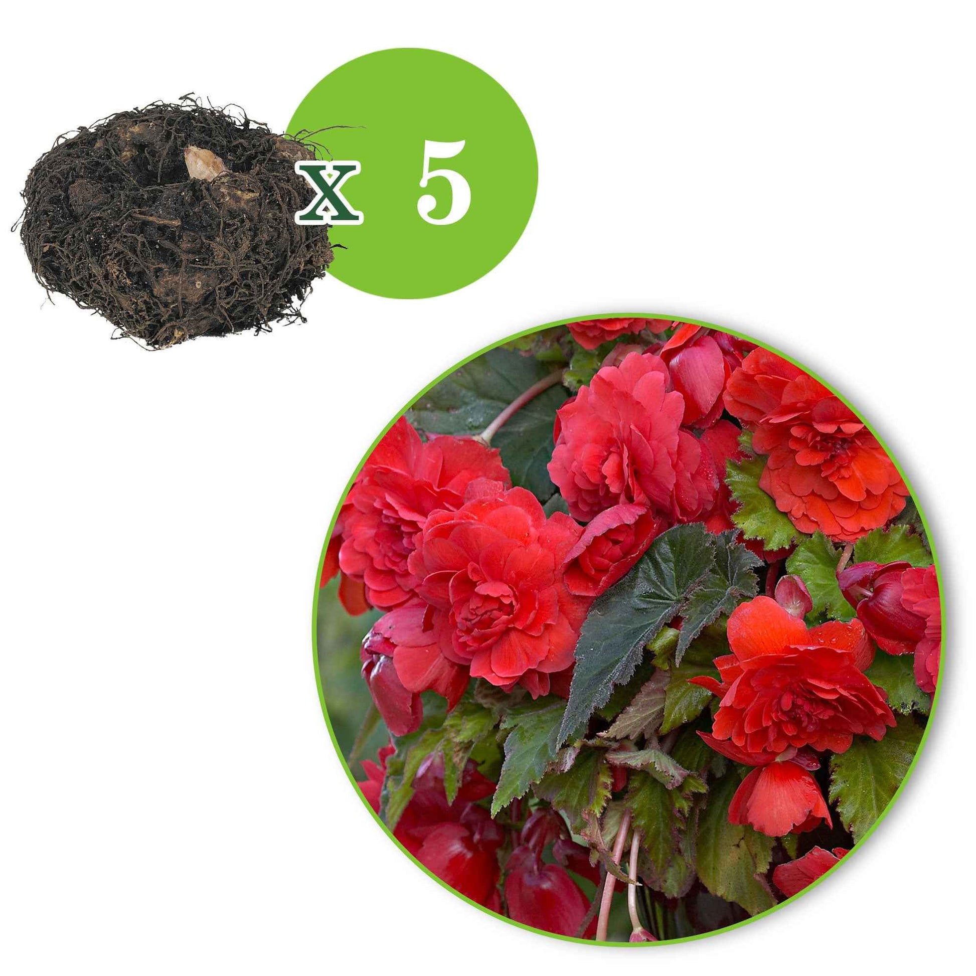 Begonia 'Red Glory' (x5) - Begonia odorata red glory - Zomerbloeiers