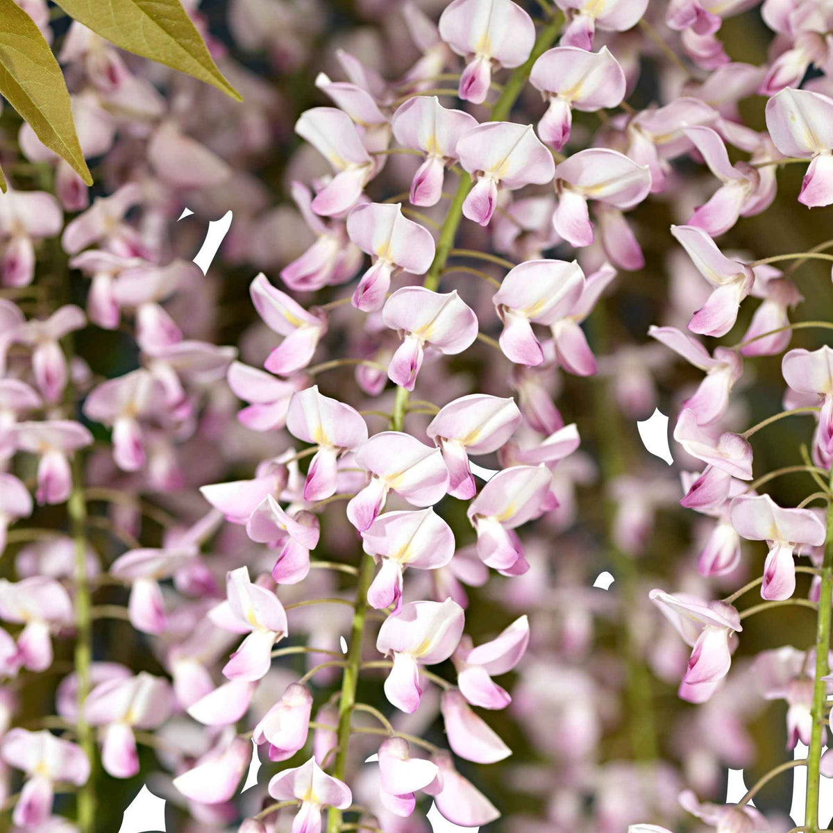 Blauwe regen 'Rosea' - Wisteria sinensis Rosea - Bakker