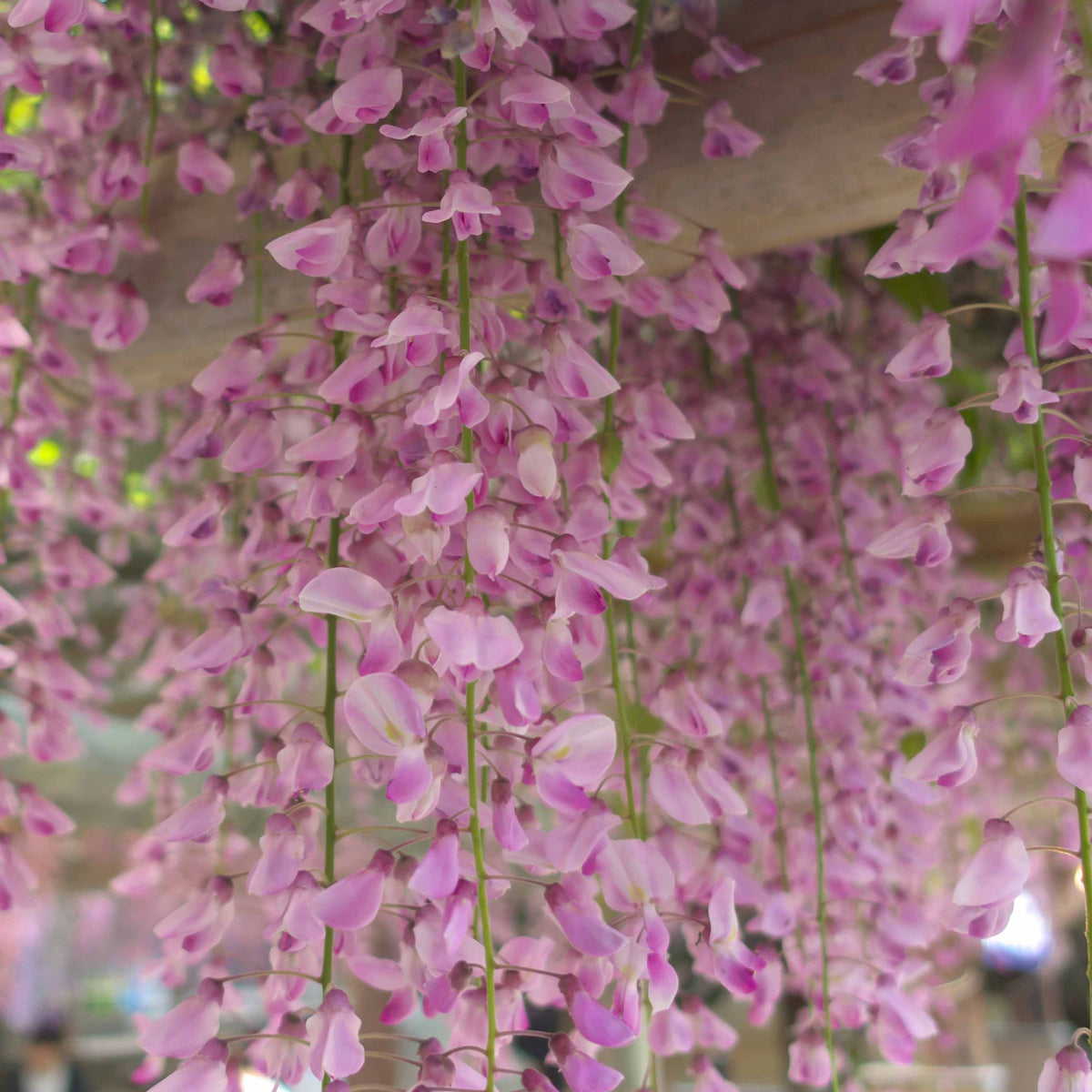 Verkoop Blauwe regen 'Rosea' - Wisteria sinensis Rosea