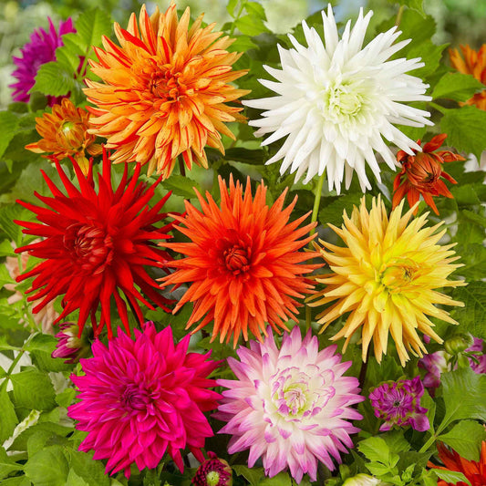 Dahlia Mix 'Cactus' (x10) - Bakker