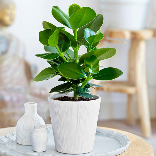 Clusia 'Princess' - Bakker