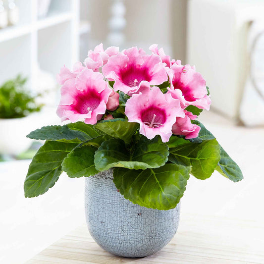 Gloxinia Sinningia speciosa Roze - Bakker