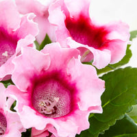 Gloxinia Sinningia speciosa Roze - Sinningia speciosa pink - Type kamerplant