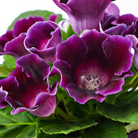 Gloxinia Sinningia speciosa Paars - Sinningia speciosa purple - Type kamerplant