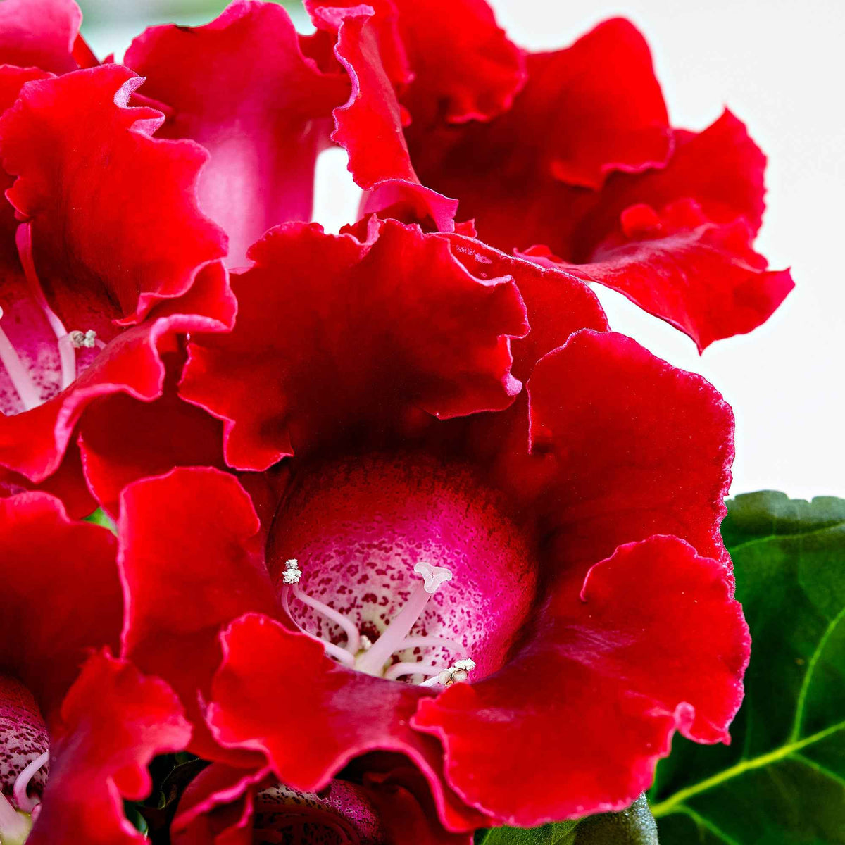 Gloxinia Sinningia speciosa Rood - Sinningia speciosa red - Bakker