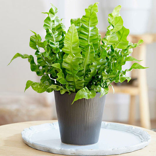 Vogelnestvaren 'Crispy Wave' - Bakker