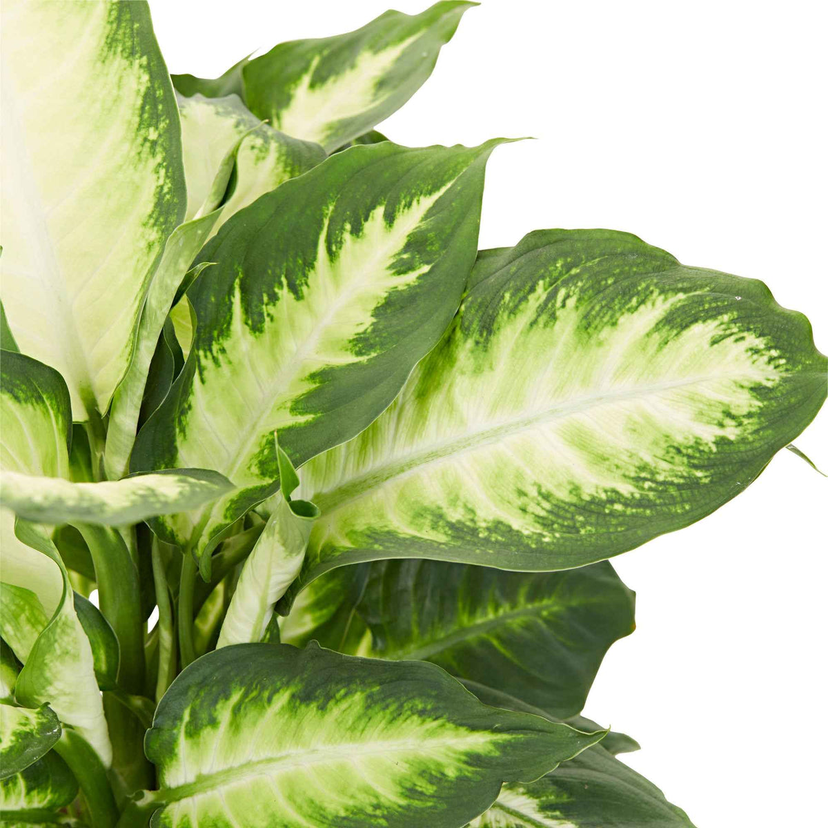 Dief van Bagdad 'Camilla' - Dieffenbachia Camilla - Bakker