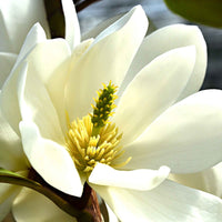 Beverboom 'Fairy White' - Magnolia fairy white - michelia hybride - Tuinplanten