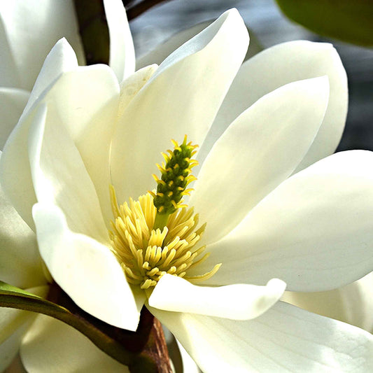 Beverboom 'Fairy White' - Magnolia fairy white - michelia hybride - Tuinplanten