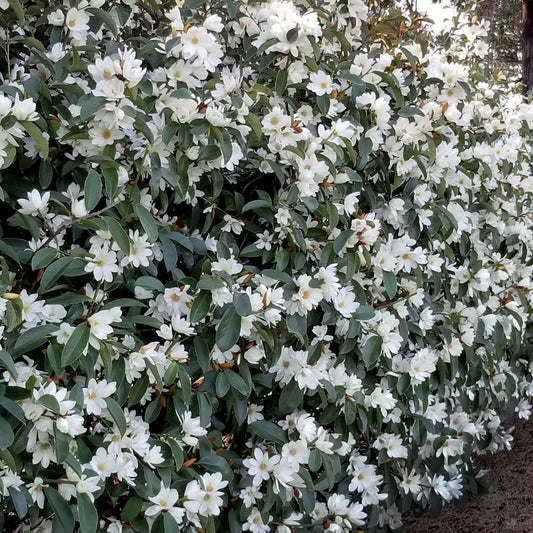 Beverboom 'Fairy White' - Bakker