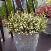 Winterheide 'White Perfection' - Erica darleyensis white perfection - Tuinplanten