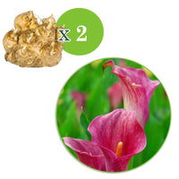 Aronskelk roze (x2) - Zantedeschia rehmannii - Aronskelk