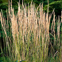 Bont struisriet 'Overdam' - Calamagrostis acutiflora overdam - Heesters en vaste planten