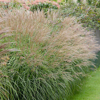 Prachtriet 'Yaku-Jima' - Miscanthus sinensis yaku jima  (yaku dwarf - Tuinplanten