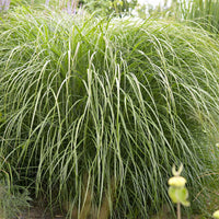 Prachtriet 'Yaku-Jima' - Miscanthus sinensis yaku jima  (yaku dwarf - Heesters en vaste planten