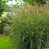 Prachtriet 'Adagio' - Miscanthus sinensis Adagio - Tuinplanten