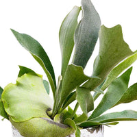 Hertshoornvaren Platycerium bifurcatum  - Hangplant - Platycerium bifurcatum - Groene kamerplanten