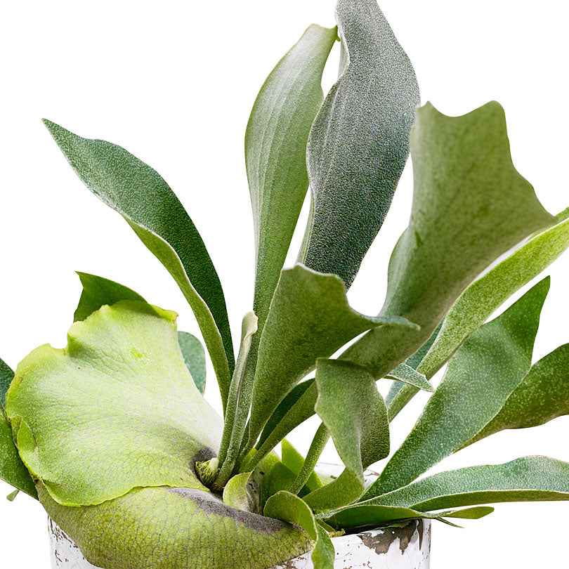Hertshoornvaren Platycerium bifurcatum  - Hangplant - Platycerium bifurcatum - Bakker