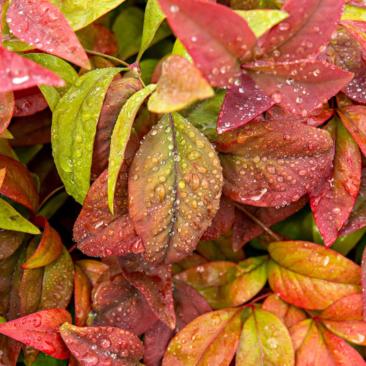 Hemelse bamboe 'Blush Pink' - Nandina domestica Aka Blush Pink - Bakker