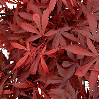 Japanse esdoorn 'Atropurpureum' - Acer palmatum Atropurpureum - Plantsoort