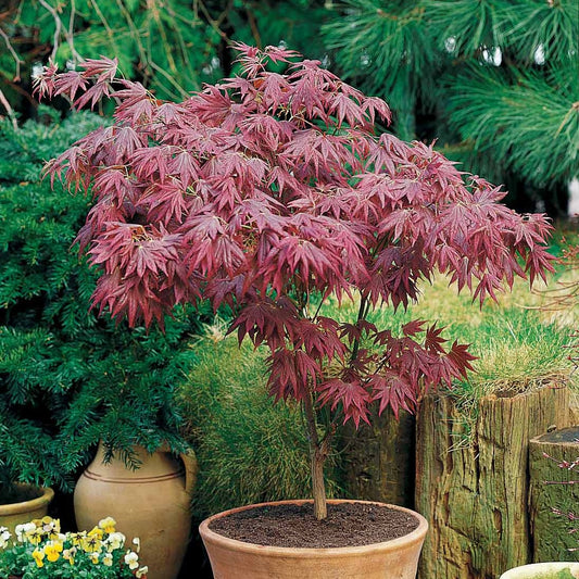 Japanse esdoorn 'Atropurpureum' - Bakker