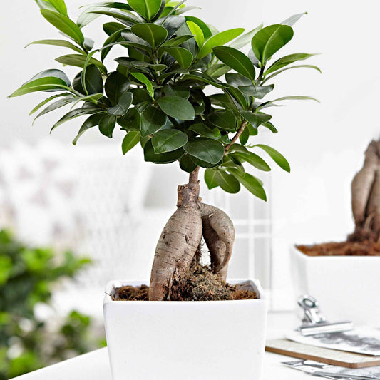 Ficus 'Ginseng' - Ficus microcarpa ginseng - Kamerplanten