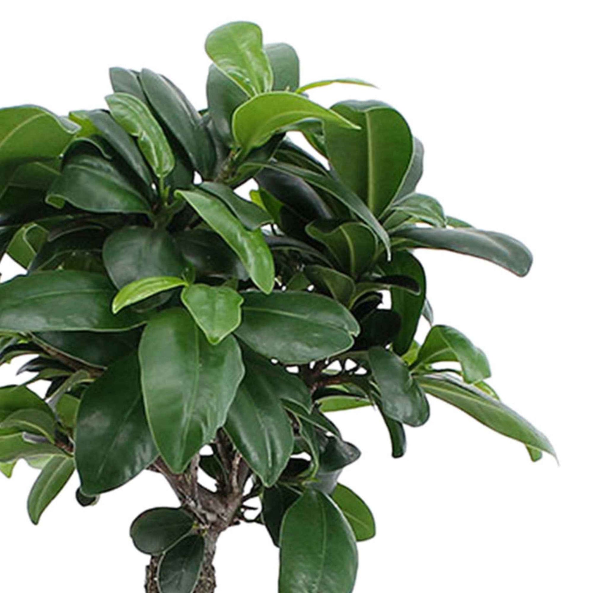 Ficus 'Ginseng' - Ficus microcarpa ginseng - Op soort