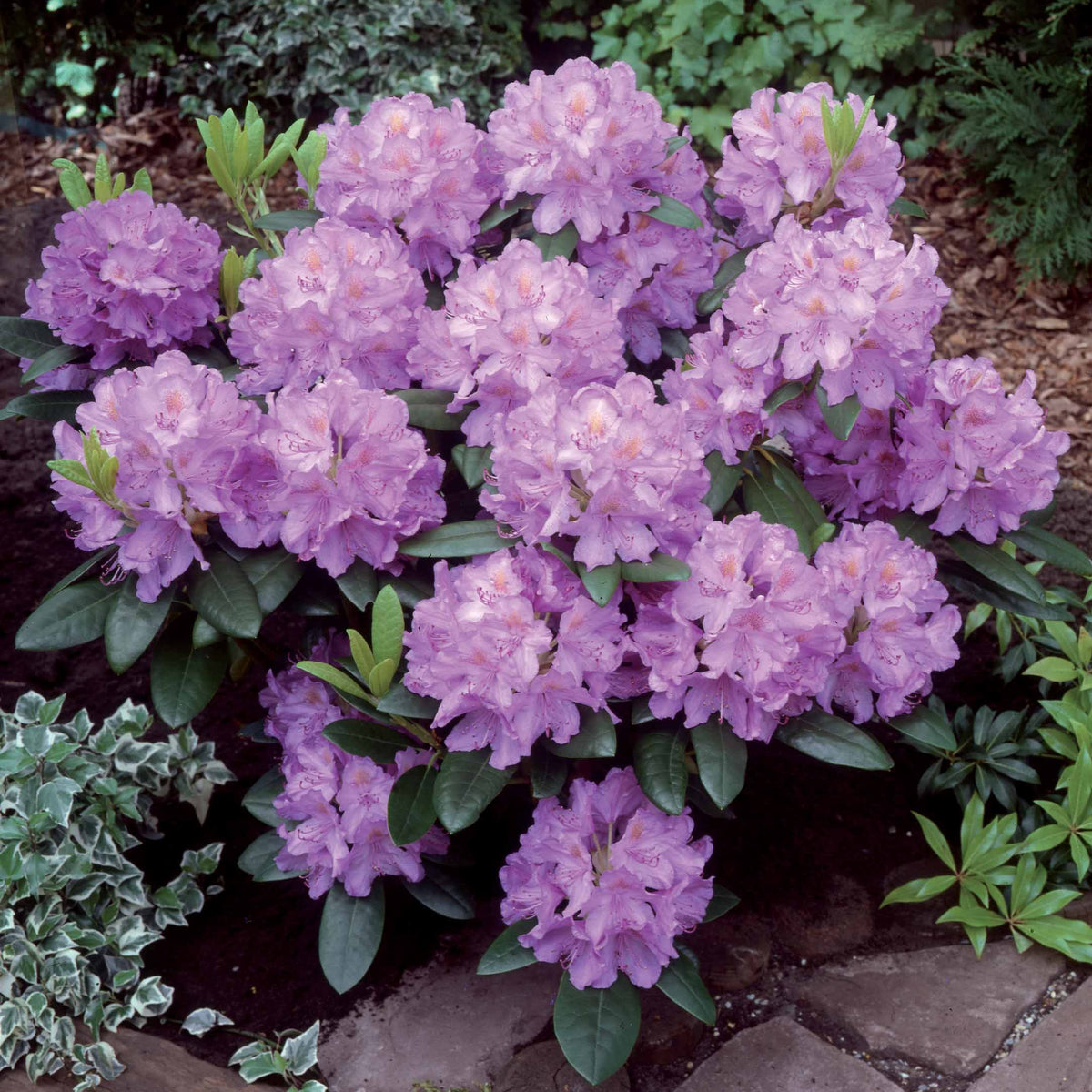Rhododendron - Rhododendron 'Winterhard' - Rhododendron catawbiense grandiflorum