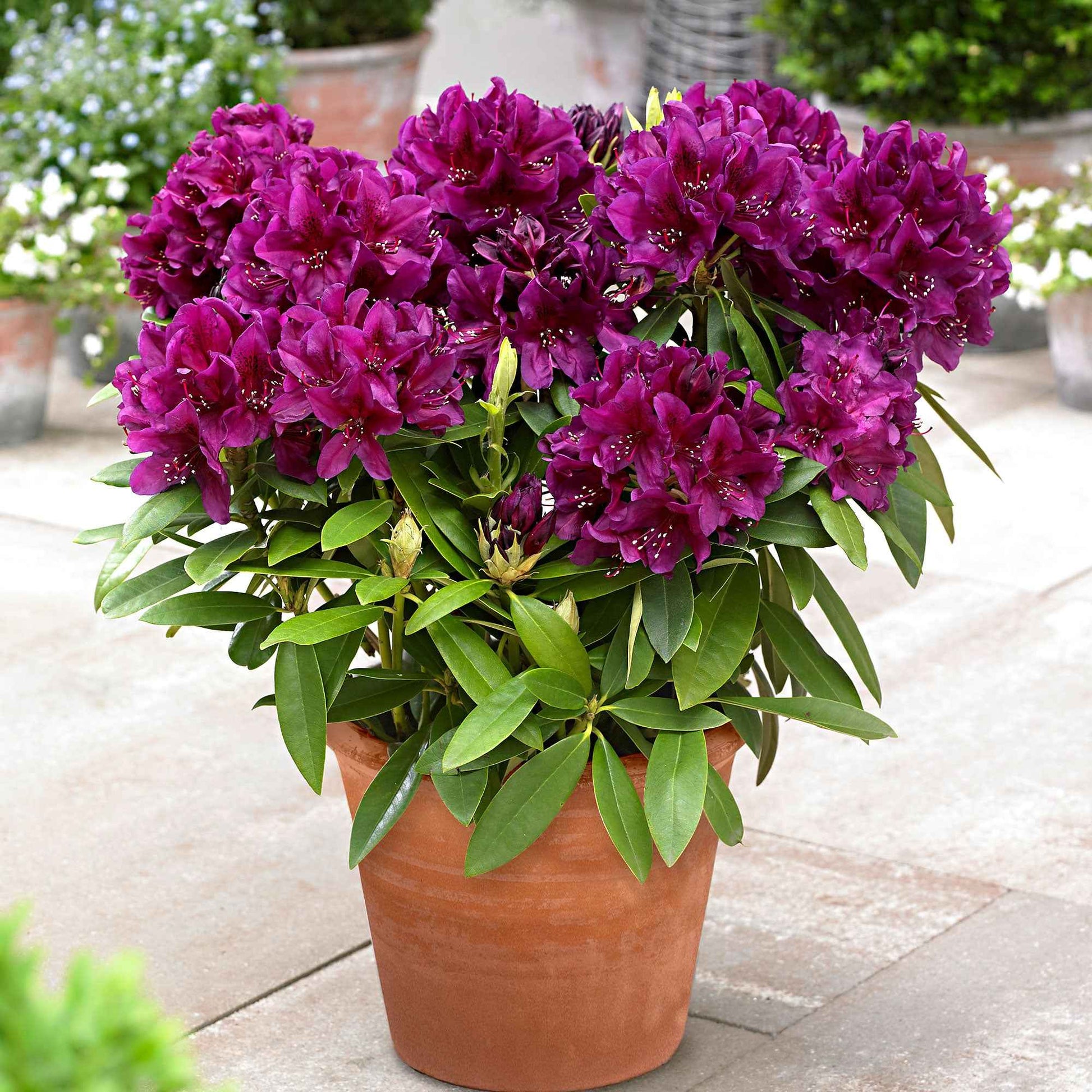 Rhododendron 'Polarnacht' - Rhododendron ponticum 'polarnacht' - Heesters en vaste planten